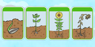 roots, sprouts, flower, seeds